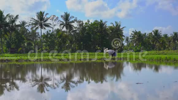 两个未定义的妇女在一个大田野上种植水稻幼苗周围是棕榈树水稻种植理念旅费视频的预览图