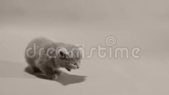 英国小猫喵喵白色背景视频的预览图