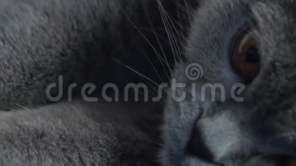 英国寿星成年猫孤立画像视频的预览图