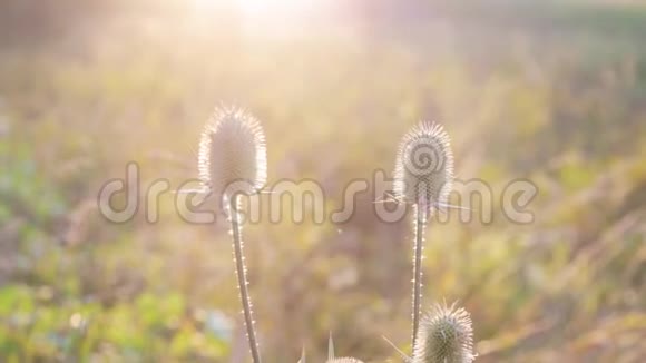 阳光下的草夏日明亮的背景视频的预览图