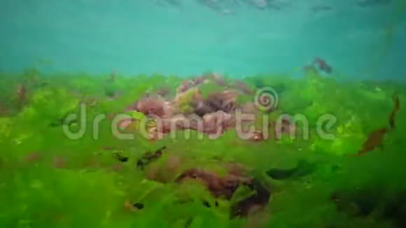 黑海的水下景观海底的绿藻红藻和褐藻视频的预览图