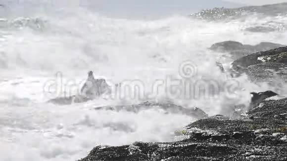蚱蜢企鹅福克兰岛视频的预览图