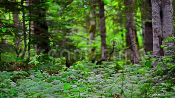 夏日绿林丛景全景视频的预览图