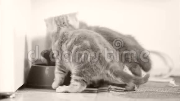 小猫从碗里吃宠物食物视频的预览图