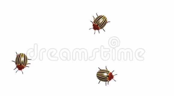 三只科罗拉多白甲虫阿尔法通道CG无缝环视频的预览图