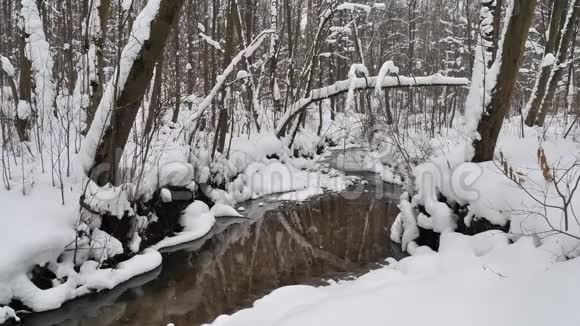美丽的冬季景观白雪覆盖的树木视频的预览图