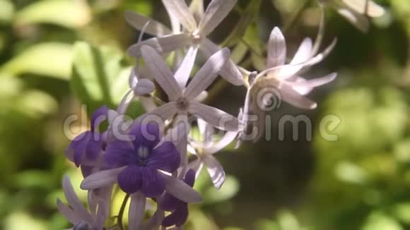 紫花圈或砂纸葡萄花视频的预览图