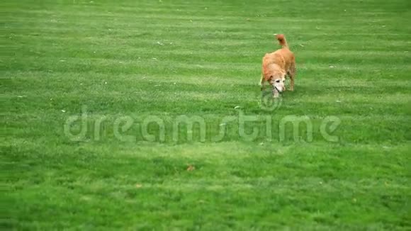 狗在草坪农村地区视频的预览图
