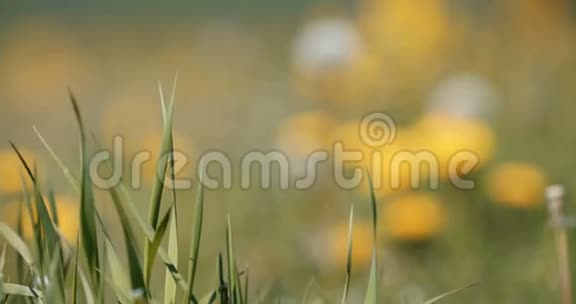 草地上的春花蒲公英春天的景色视频的预览图