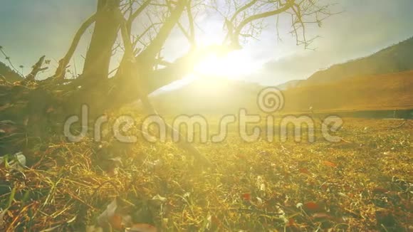 死亡树和枯黄的草在云和太阳光线的蒙天景观的时间流逝水平滑块运动视频的预览图