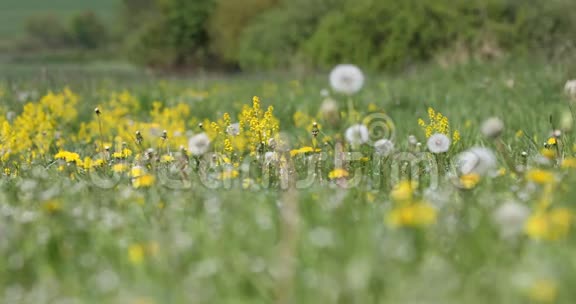 草地上的春花蒲公英春天的景色视频的预览图