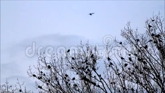 树上的乌鸦大自然团队背景蓝色视频的预览图