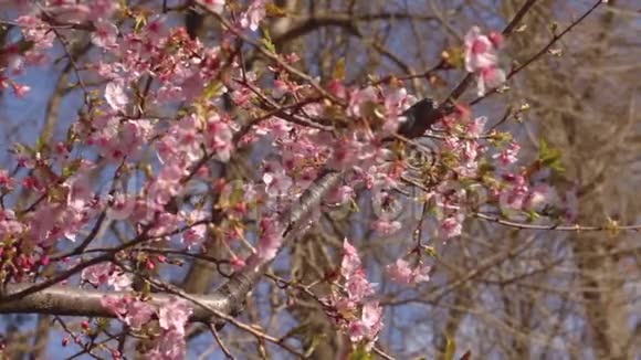 东京公园的樱花视频的预览图