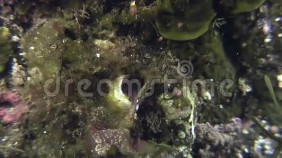 海底生物羽球虫视频的预览图