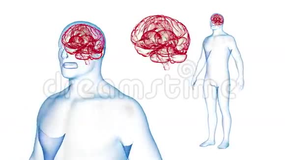 人体脑X线效应循环旋转3D渲染视频的预览图
