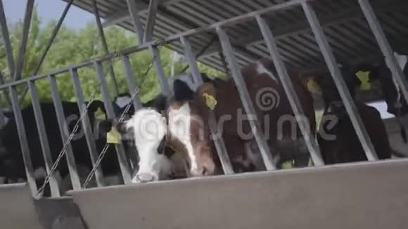 在现代农场上进行冷冻喂养关闭牛奶场的奶牛饲养奶牛场的奶牛吃干草有奶牛视频的预览图