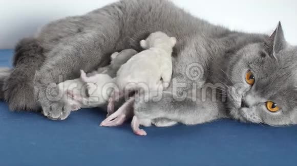 猫喂养她新出生的小猫蓝色背景特写视频的预览图