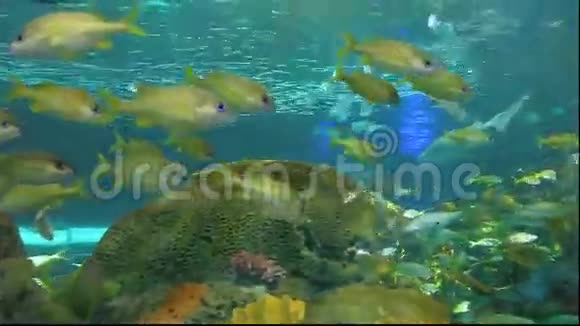 成群结队的彩色热带鱼游过视频的预览图
