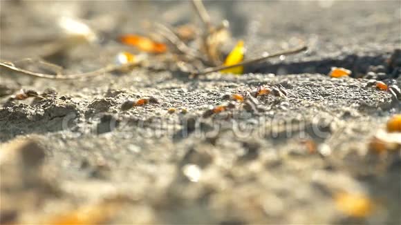 蚁群在地上行进视频的预览图