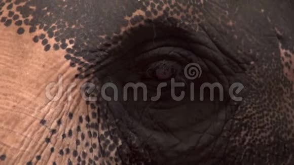 亚洲象眼ElephasMaximus关闭上视图视频的预览图
