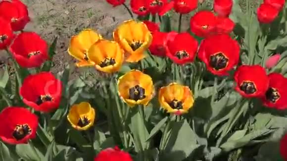 黄红色的郁金香在风中摇摆视频的预览图