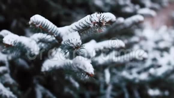 寒冷的冬天松枝覆盖着雪视频的预览图