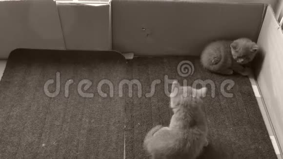 躺在地毯上的英国小猫视频的预览图
