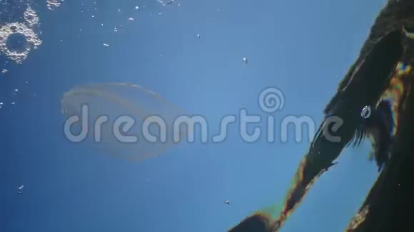 食蚁兽捕食性梳子果冻贝罗奥瓦塔在水中游泳寻找食物入侵黑海的福纳视频的预览图