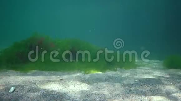 黑海的水下景观海底的绿藻红藻和褐藻视频的预览图