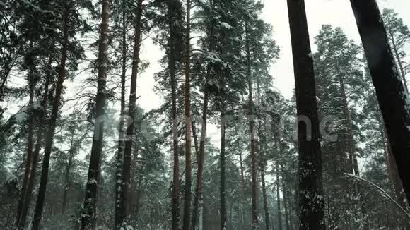 美丽的冬林视频的预览图