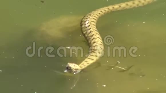 骰子蛇Natrixtessellata水蛇视频的预览图
