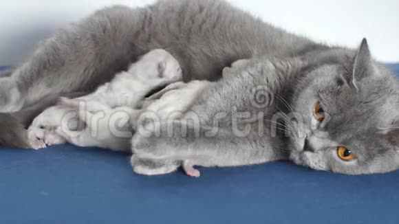 猫喂养她新出生的小猫蓝色背景特写视频的预览图