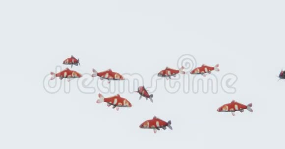 一组红鱼游泳3D卡通动物视频的预览图