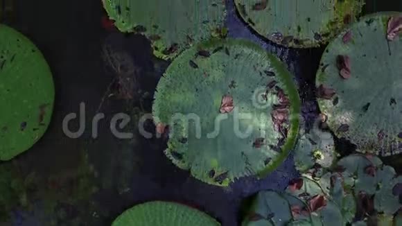 在巴西贝伦杜帕拉的维多利亚亚马西亚热带雨林花卉视频的预览图