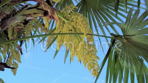 中国风车棕榈树视频的预览图