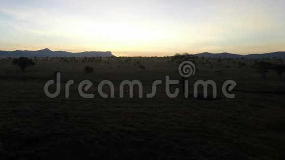 肯尼亚热带草原上空的日出视频的预览图