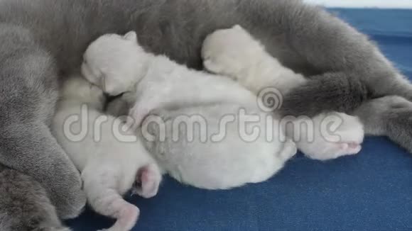 猫给她的新生小猫喂食蓝色背景视频的预览图