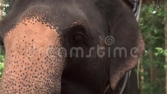 亚洲象眼ElephasMaximus关闭上视图视频的预览图