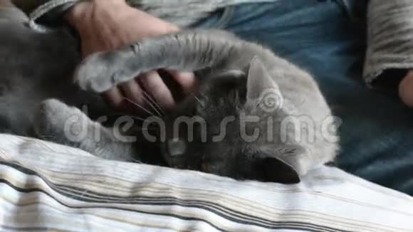 英俊的年轻人拥抱他的灰猫宠物视频的预览图