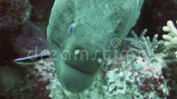 红海巨鳝视频的预览图