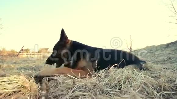 德国牧羊犬躺在草地上啃棍子视频的预览图