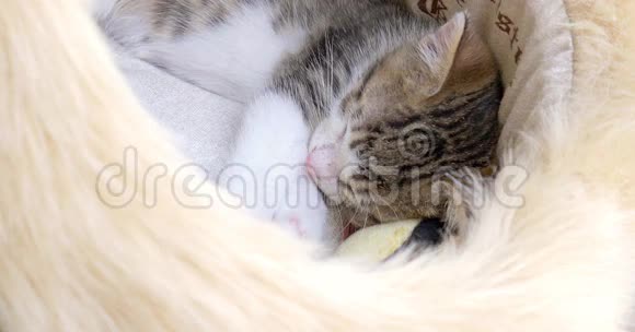 可爱的小猫睡觉的肖像视频的预览图