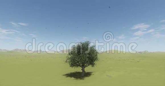 鸟儿飞过荒野一棵孤独的树在风中摇曳视频的预览图