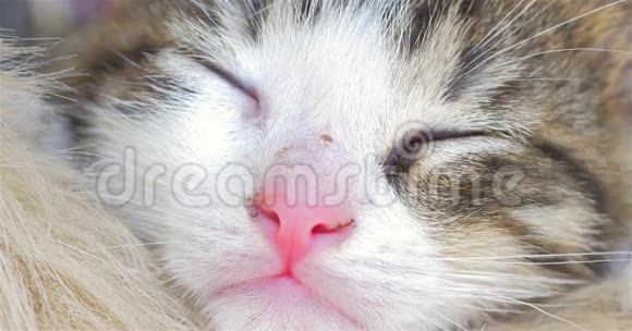 可爱的小猫睡觉的肖像视频的预览图