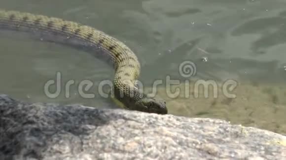 骰子蛇Natrixtessellata水蛇视频的预览图