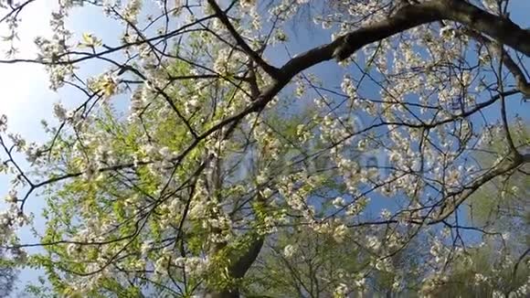 樱花枝带花视频的预览图