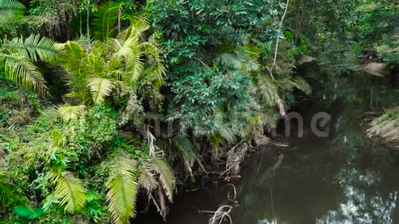 丛林景观与流动的河流视频的预览图