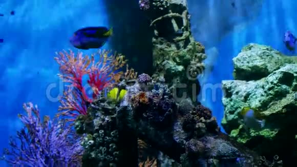 美丽的异国情调在水族馆里看到鱼水下场景4k3840x2160视频的预览图