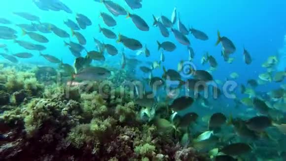 地中海海洋生物珊瑚礁中的塞勒马鱼学校视频的预览图