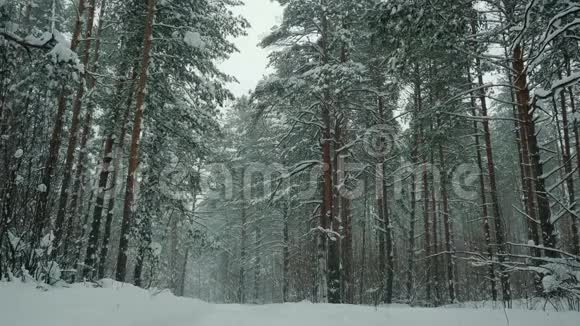 美丽的冬林视频的预览图